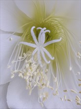 Flower of the cactus Queen of the Night (Selenicereus grandiflorus), studio photo, macro photo,
