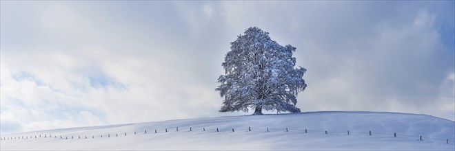 European beech, Fagus sylvatica, in winter, solitary tree near Rieden am Forggensee, Ostallgaeu,