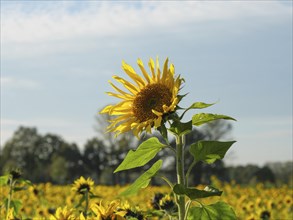 A single sunflower in front of a sunny, blue sky, yellow sunflower field in front of a forest and