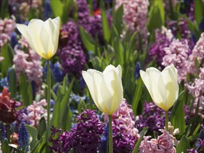 Close-up of white tulips and purple hyacinths in a colourful flower bed, many colourful, blooming