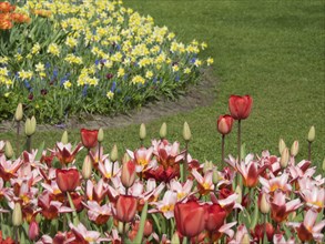 Colourful tulips and daffodils in a well-kept flower bed next to a green meadow, many colourful,