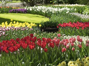 A colourful garden with various flowers, including red, pink and yellow tulips and daffodils, many