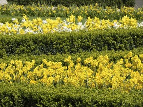 Several rows of flower beds with yellow daffodils between green hedges, many colourful, blooming
