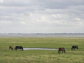 Four horses grazing in a meadow next to a pond under a cloudy sky, Spiekeroog, Germany, Europe