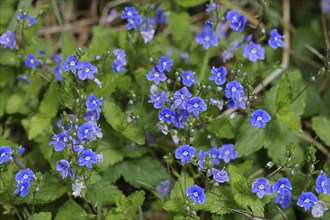 Germander speedwell (Veronica chamaedrys), medicinal plant, Wilnsdorf, North Rhine-Westphalia,