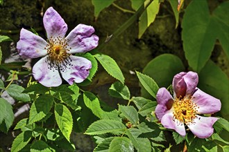 Dog roses (Rosa canina), Allgaeu, Bavaria, Germany, Europe