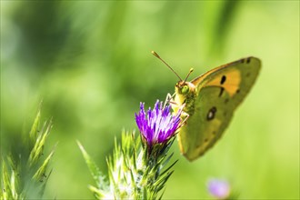 Clouded Yellow, Colias croceus, butterfly, Albania, Europe