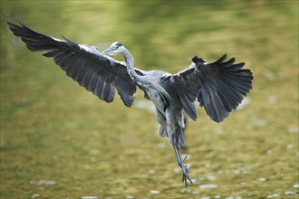 Close-up of a landing grey heron (Ardea cinerea) in late summer