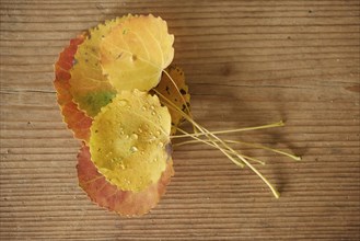 Common aspen (Populus tremula) leaves lying on a wooden board in late summer, Bavaria, Germany,