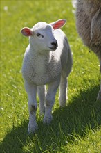 Domestic sheep (Ovis gmelini aries), lamb next to ewe on dyke, animal child, Elbmarschen,