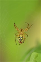 Close-up of a spider (Arachnida) in a forest in early summer