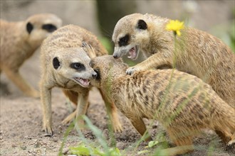 Close-up of a group of playing meerkat or suricate (Suricata suricatta) in spring