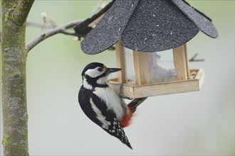 Close-up of a Great Spotted Woodpecker (Dendrocopos major) at a bird feeder in spring