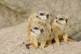 Close-up of a group of meerkat or suricate (Suricata suricatta) in spring