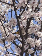 Bird perched on a tree filled with blooming cherry blossoms in spring