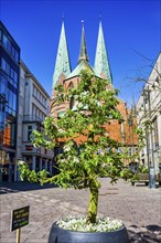 Tree in front of St Mary's Church, Hanseatic City of Luebeck, Schleswig-Holstein, Germany, Europe
