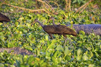 Limpkin (Aramus guarauna) Pantanal Brazil