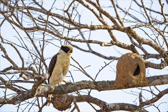 Laughing falcon (Herpetotheres cachinnans) Pantanal Brazil