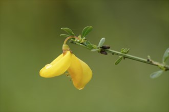 Close-up of a German Greenweed (Genista germanica) blossom in a forest in spring