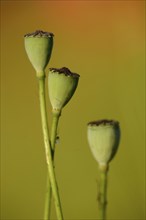 Close-up of seed capsules from a Corn poppy (Papaver rhoeas) in summer