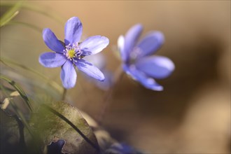Close-up of a Common Hepatica (Anemone hepatica) blossoms in a forest on a sunny evening in spring