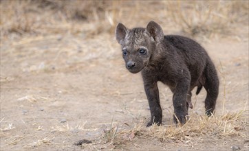 Spotted hyenas (Crocuta crocuta), male young, Kruger National Park, South Africa, Africa