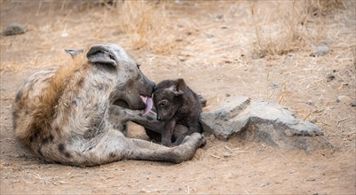 Spotted hyenas (Crocuta crocuta), adult female licking young, lying down, suckling her young,