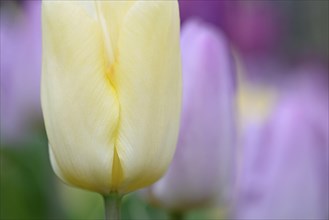 Yellow tulip (Tulipa), close-up, blurred tulips in the background, North Rhine-Westphalia, Germany,