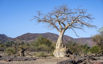 African Baobab (Adansonia digitata), barren dry landscape with hills, Kaokoveld, Kunene, Namibia,
