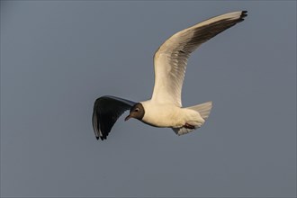 Black-headed Black-headed Gull (Larus ridibundus), flying, Lower Saxony, Germany, Europe