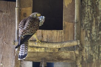 Common kestrel (Falco tinnunculus), female with captured small bird in front of the entrance of the