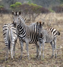 Plains zebras (Equus quagga), mother and young, Kruger National Park, South Africa, Africa