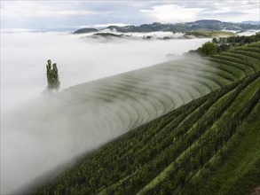 Vineyard in the morning mist, Silberberg, near Leibnitz, Styria, Austria, Europe