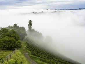 Church rises out of the morning mist, Frauenberg pilgrimage church, near Leibnitz, Styria, Austria,