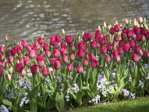 A flower bed of pink tulips in full bloom, in a park-like setting on the edge of a body of water,
