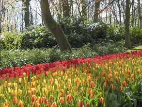 A flower field with red and orange tulips in front of a natural forest backdrop in spring, many