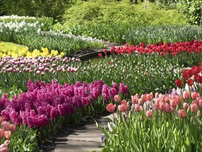 A garden path surrounded by colourful flower beds with tulips, hyacinths and daffodils in spring,