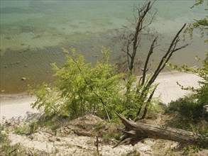 View of a quiet beach with trees and green foliage in the foreground, spring on the Polish Baltic