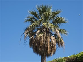 Palm tree in bright sunlight against a clear blue sky, palermo in sicily with an impressive