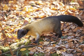 Close-up of a yellow-throated marten (Martes flavigula) in autumn