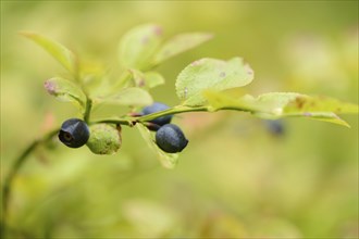 Close-up of European blueberry (Vaccinium myrtillus) fruits in a forest in spring, Bavaria,