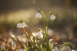 Close-up of spring snowflake (Leucojum vernum) blooming in spring, Bavaria, Germany, Europe