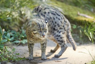 Close-up of a fishing cat (Prionailurus viverrinus) at the shore of a lake, captive