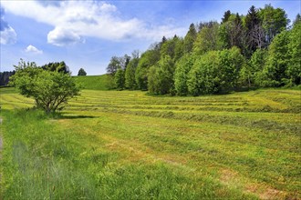 Spring, meadow with the first mowing, Allgaeu, Bavaria, Germany, Europe