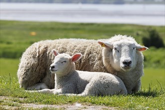 Domestic sheep (Ovis gmelini aries) with lamb lying on dyke at the river Elbe, Wedeler Elbmarsch,