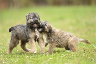 Close-up of two mixed breed dog puppies in a garden in spring