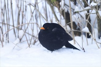 Close-up of a common blackbird (Turdus merula) in winter