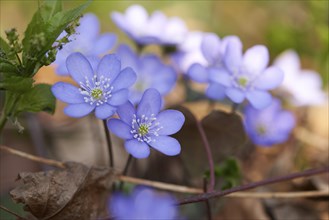 Close-up of Common Hepatica (Anemone hepatica) on the forest-floor in early spring
