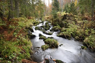 Landscape of a little River (Keine Ohe) flowing through the forest in autumn in the bavarian