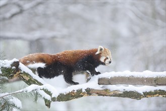 Red panda (Ailurus fulgens) on a snowy day in winter, captive